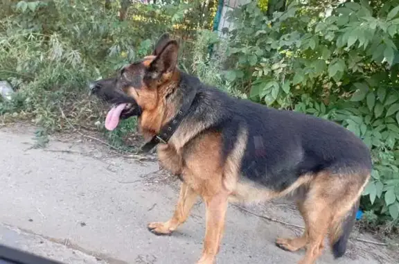 Собака найдена, Азовская ул., Ульяновск