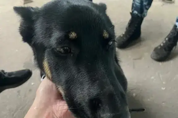 Собака найдена: ул. Космонавта Волкова, Москва