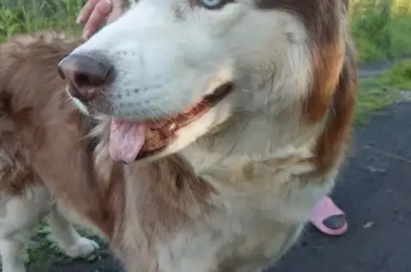 Найдена хаски: Архангельск, Арханг. обл.