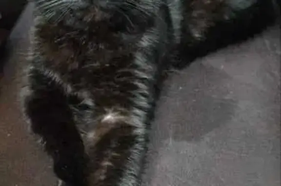 Пропала кошка у г. Семикаракорска