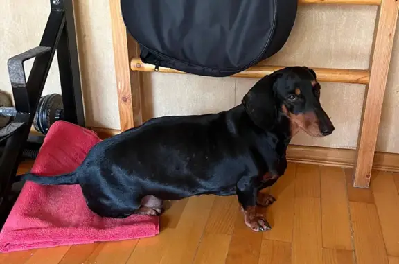 Такса найдена: Чечёрский проезд, 51