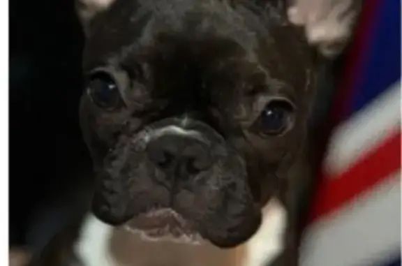 Собаки потеряшки, Москва, фото: Потеряшка собака, проспект Мира, 102 к2