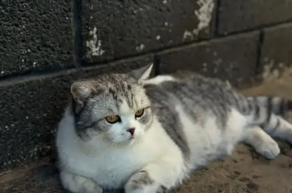 Кошки потеряшки, Стерлитамак, фото: Потеряшка кошка, ул. Котовского, Стерлитамак