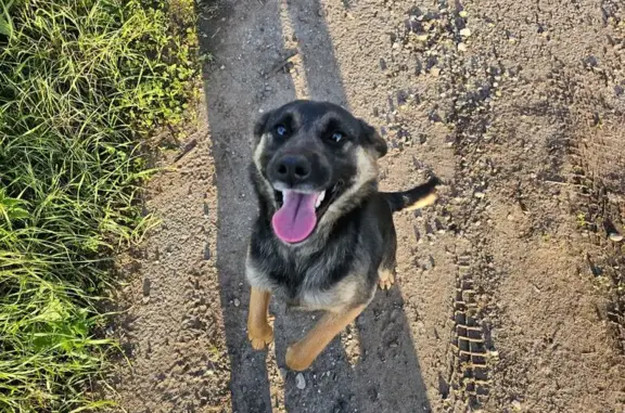 Найдена собака, Вершинино, фото: Найдена собака, Вершинино, 69Н-1