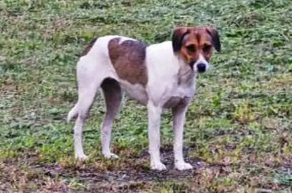 Найдена собака, Дубна, фото: Собака найдена: ул. Ак. Балдина, Дубна