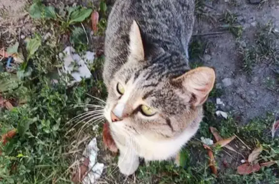 Найдена кошка, , фото: Кошка с оранж. ошейником, Ермоловский 12