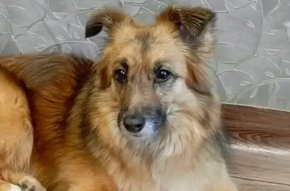 Собаки потеряшки, Красноярск, фото: Потеряшка собака, Норильская 3А, Красноярск