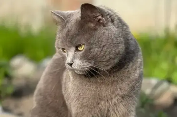 Кошки потеряшки, Новосибирск, фото: Потеряшка кошка: Добролюбова, 141, Нск