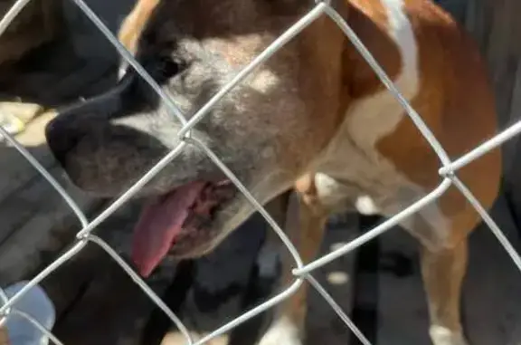 Найдена собака, , фото: Найдена собака, Кооперативний провулок, 14