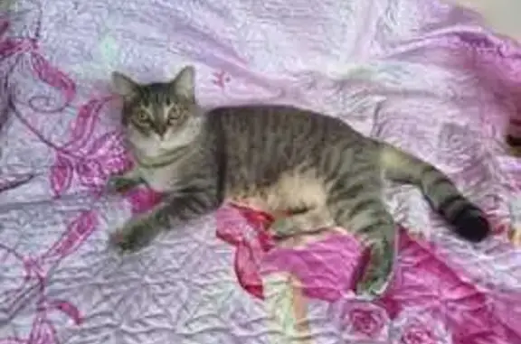 Найдена кошка, , фото: Кошка найдена: ул. Мира, 21, Нижневартовск