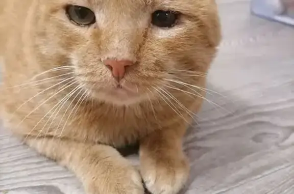 Кошка найдена: Ленина 250/1, Бийск