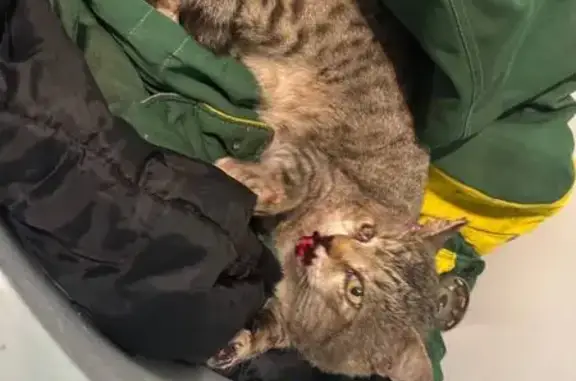 Найдена кошка, Самара, фото: Кот найден: Аэропортовское шоссе, 19