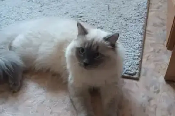 Кошки потеряшки, Екатеринбург, фото: Потеряшка кошка на Шаумяна, 86 к3, Екатеринбург