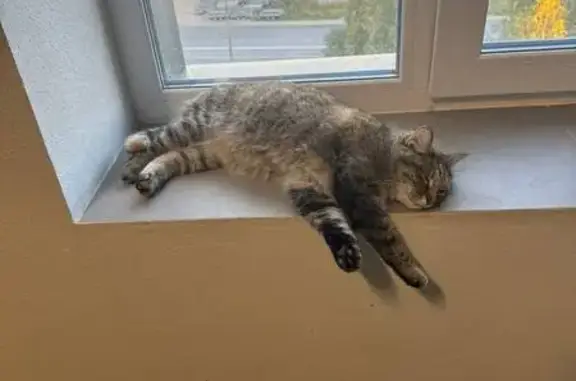 Найдена кошка, Сыктывкар, фото: Кошка найдена на Морозова, 207, Сыктывкар