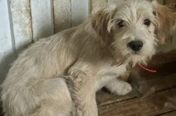 Пропала собака, Чамзинка, Мордовия