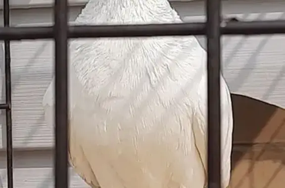 Пропал белый голубь, Светлый, Калининград