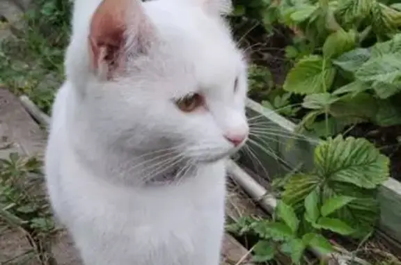 Кошки потеряшки, , фото: Потеряшка белая кошка в Криулино 57, МО