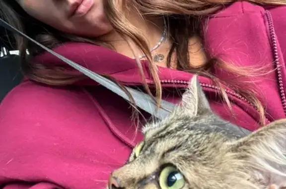 Кошки потеряшки, Москва, фото: Потеряшка кошка, Россошанская 13 к1, Москва