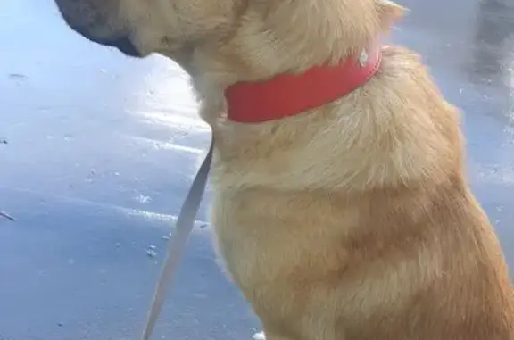 Найдена собака у метро Орехово, Москва.