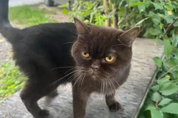 Красивая кошка найдена, ул. Машинистов, 2