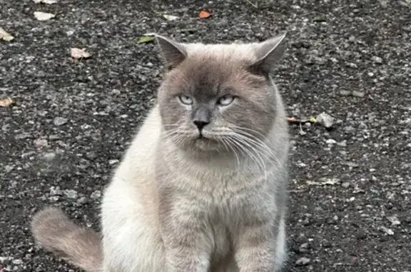 Найдена кошка, Репино, фото: Кошка найдена: Приморское шоссе, 418