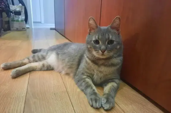 Найдена кошка, Ореховый проезд, 37 к1
