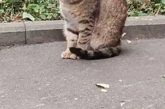 Кошка найдена: Профсоюзная ул, 38 к1