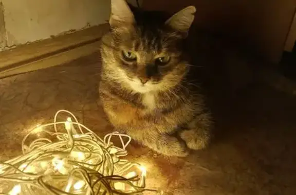 Пропала кошка, пр. Зарипова 17, Альметьевск