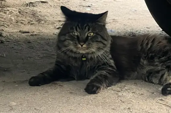 Найдена кошка, Архангельск, фото: Кошка найдена: Тимме 10 к2, Архангельск