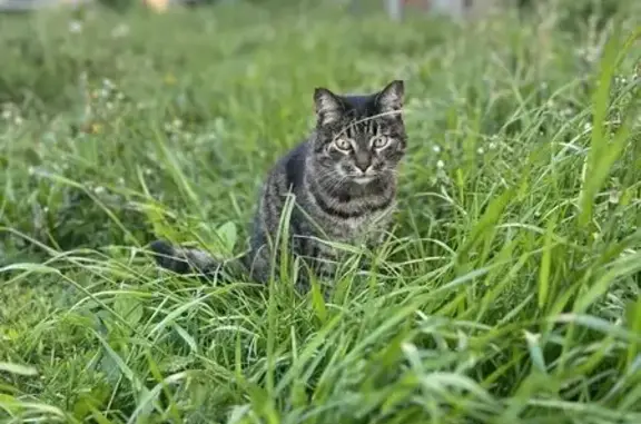 Кошки потеряшки, , фото: Потеряшка кошка, Йошкар-Ола, Марий Эл