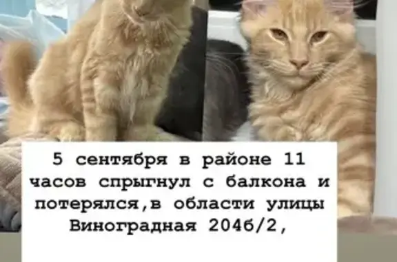Пропала кремовая кошка, Виноградная 204Б/2