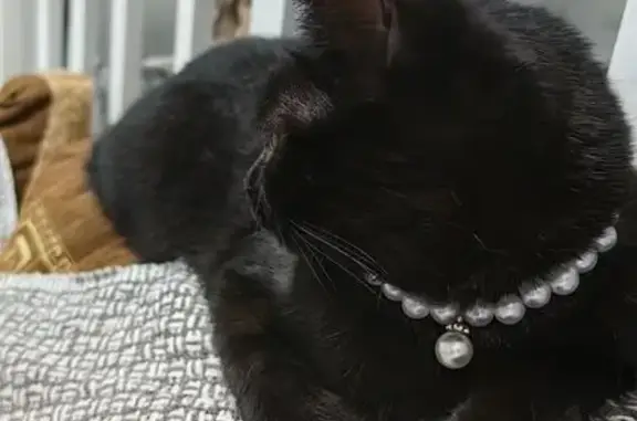 Кошки потеряшки, Богородск, фото: Потеряшка кошка, ул. Фрунзе, 2, Богородск