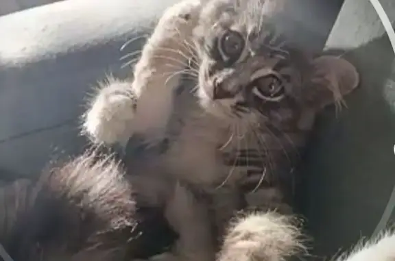 Кошки потеряшки, Оренбург, фото: Потеряшка кошка, Орджоникидзе 72, Оренбург