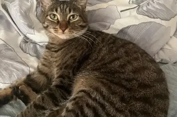 Пропала кошка, пер. 9 Января, 9, Богданович