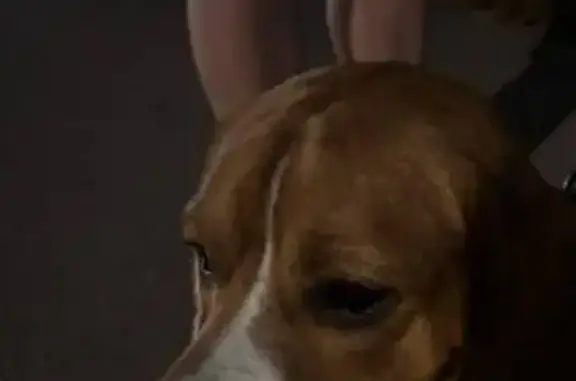 Найдена собака, Уфа, фото: Собака найдена: Демьяна Бедного 51А, Уфа