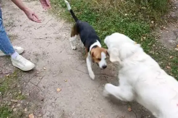 Найдена собака, Ивановская область, фото: Собаки найдены в Ново-Талицах, Изумруд.