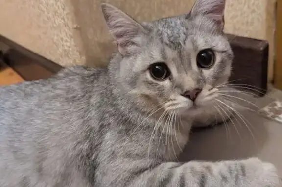 Найдена кошка, Орловская ул. 10, Курск