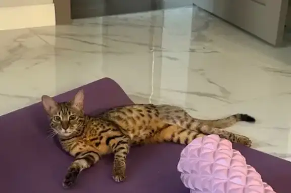 Кошки потеряшки, Токсово, фото: Потеряшка кошка Ашера, Соловьиная ул., Токсово