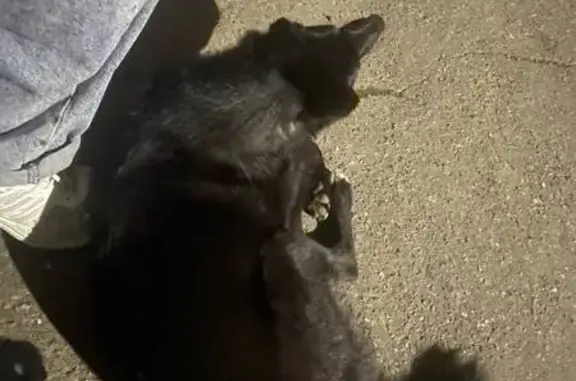 Найдена собака на ул. Урукова, Чебоксары