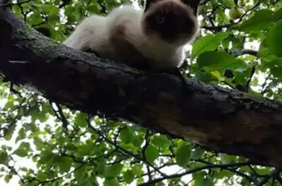 Кошки потеряшки, Екатеринбург, фото: Потеряшка тайская кошка, ул. Дарвина, 41