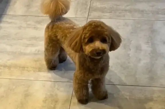 Собаки потеряшки, Санкт-Петербург, фото: Потеряшка собака, Енотаевская ул. 10, СПб