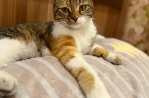 Кошки потеряшки, Ставрополь, фото: Потеряшка кошка, Грушевый пр., 23, Ставрополь