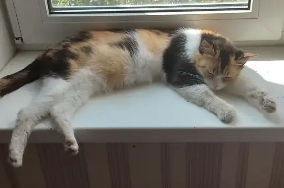 Найдена кошка, , фото: Кошка найдена, б-р Космонавтов, 14