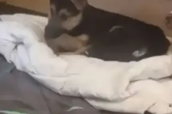 Собаки потеряшки, Верхотурье, фото: Потеряшка собака, ул. Ленина, Верхотурье