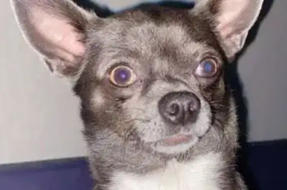 Пропала собака, Брянск, Брянская область