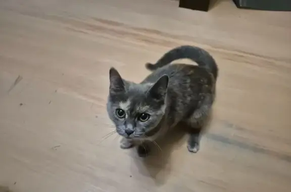 Найдена серая кошка, Липецк, Папина 27