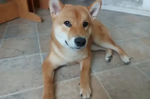 Собаки потеряшки, Минск, фото: Потеряшка собака у ул. Есенина, Минск