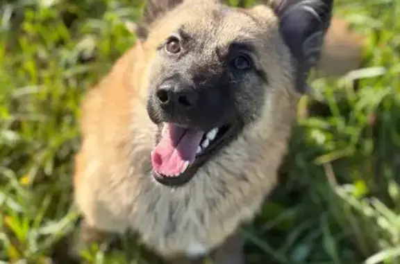 Собаки потеряшки, Всеволожск, фото: Потеряшка собака, Крымская ул., Всеволожск