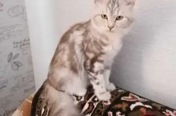 Пропала кошка, Чехова 6Г, Кинель