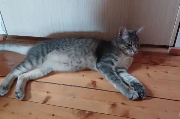 Пропала кошка, Якутск, Ивана Кульбертинова